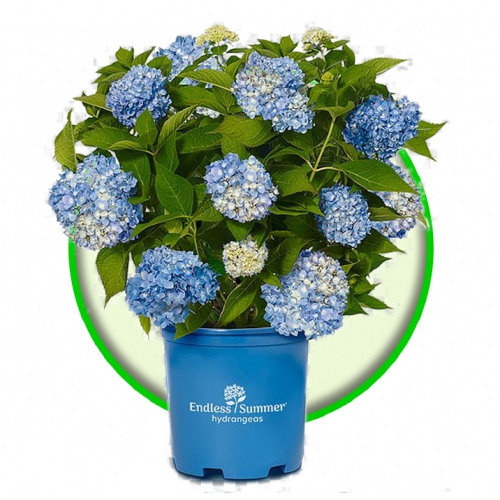 Cây Bụi Ngoại Thất