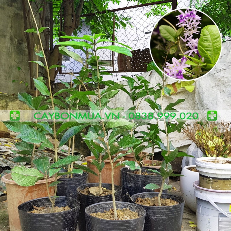 Cây Mai Xanh Thái cao 50cm