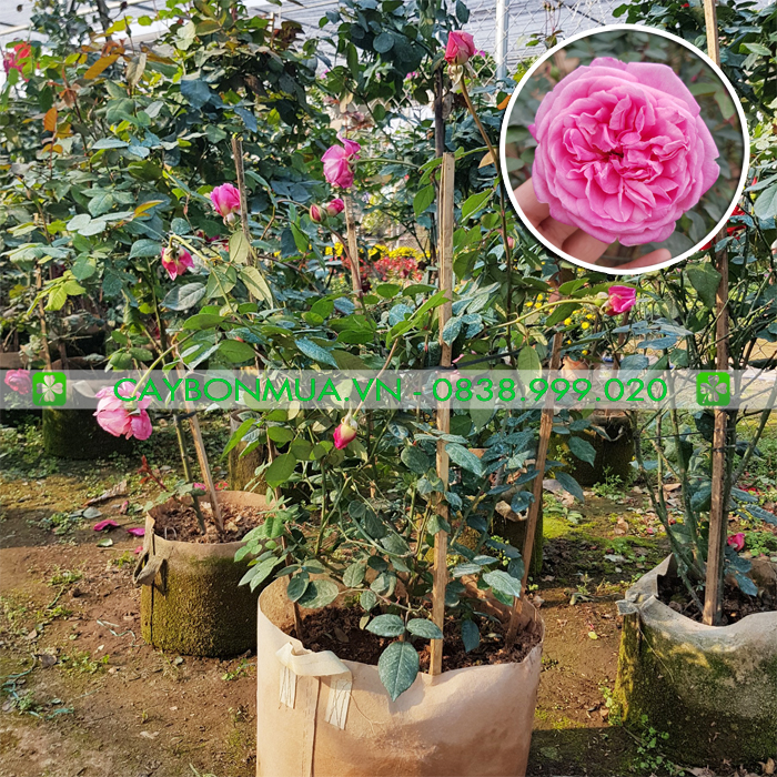 Hồng cổ sapa bụi