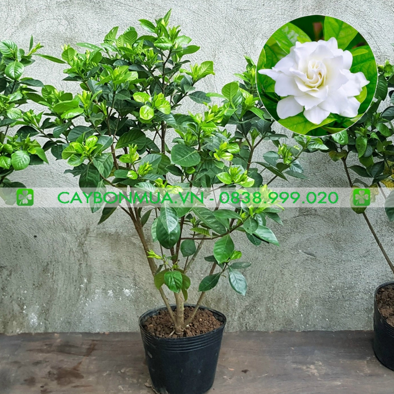 Cây Bạch Thiên Hương size lớn.