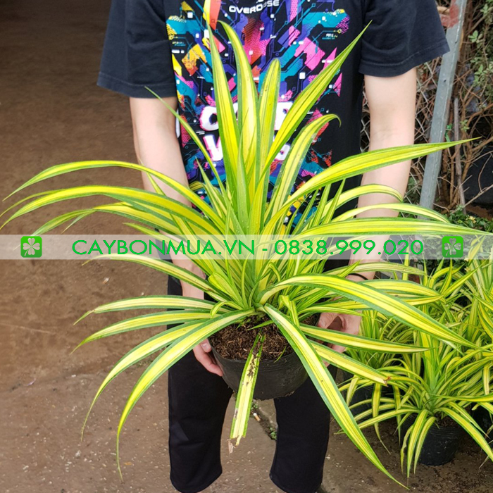 Cây Dứa Vạn Phát.