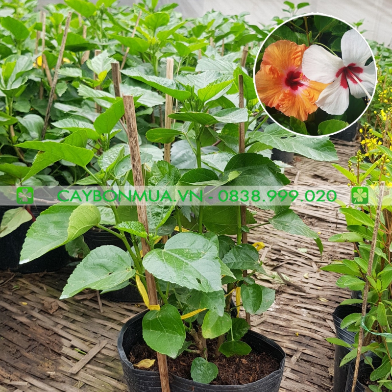 Cây hoa Dâm Bụt Thái.