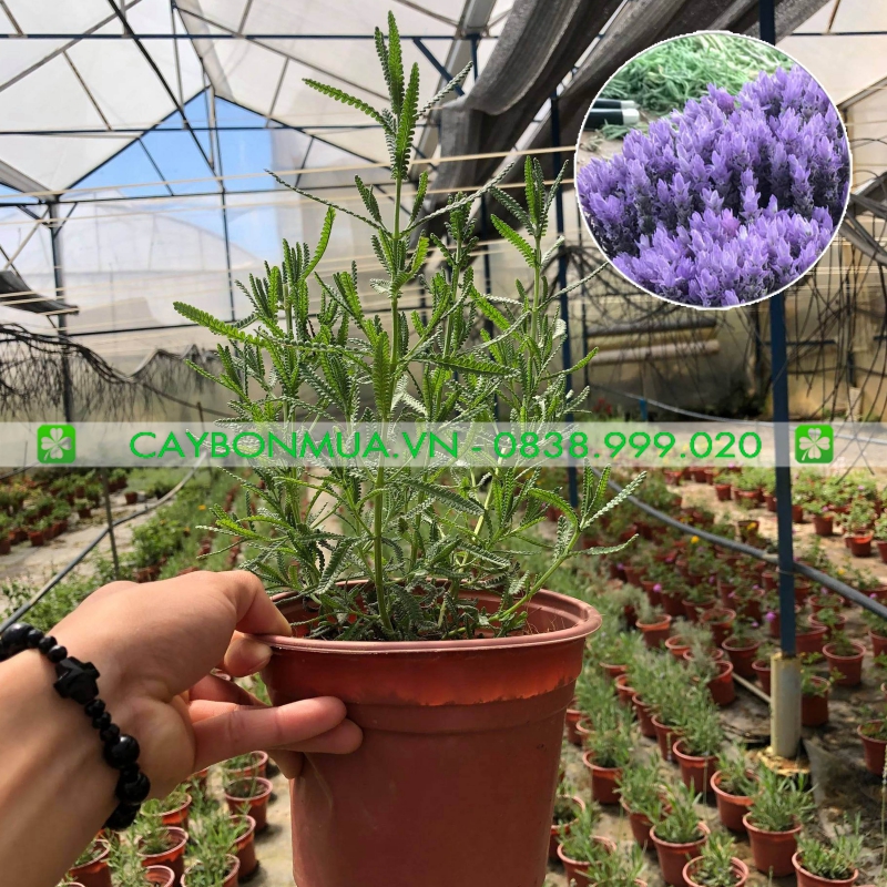 Cây Hoa Oải Hương Lavender