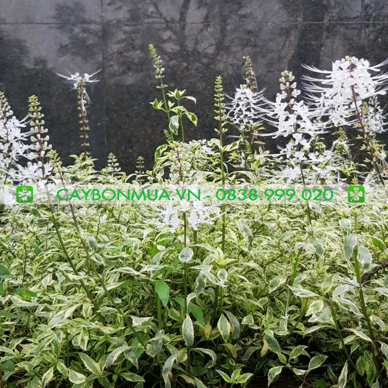 Cây Hoa Râu Mèo