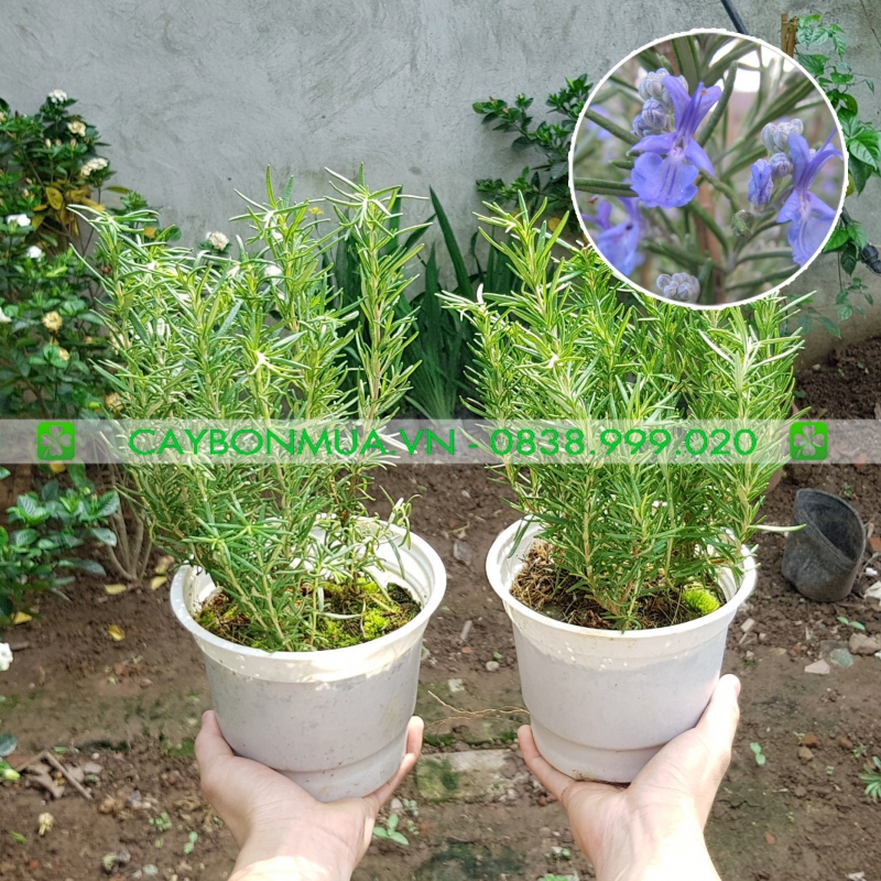 Cây Hương Thảo