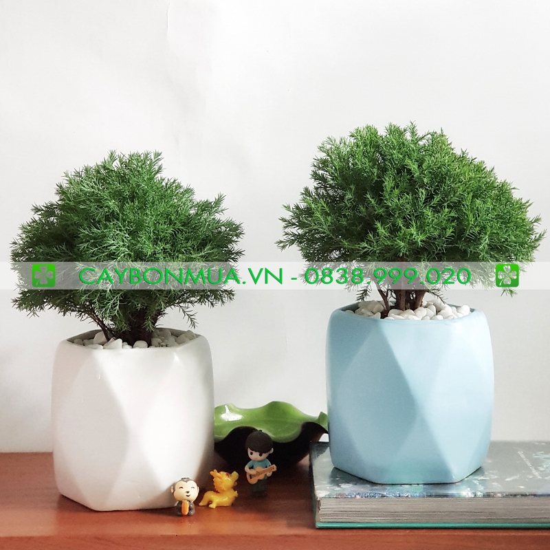 Cây tùng bồng lai 01