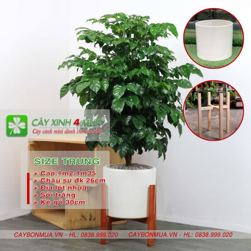Cây hạnh phúc bụi & kệ gỗ decor cao cấp.