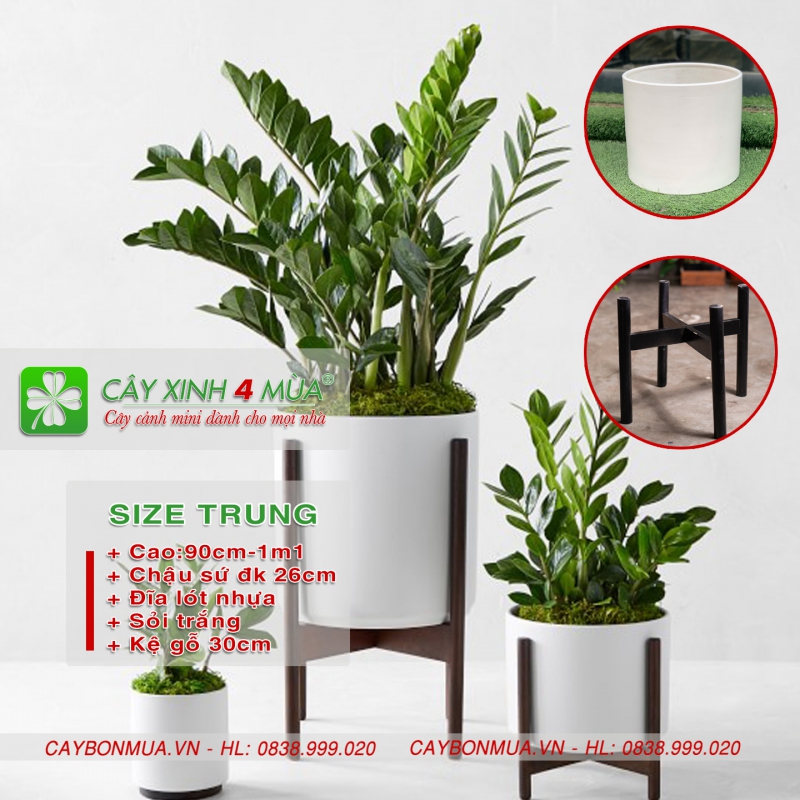 Cây kim tiền decor