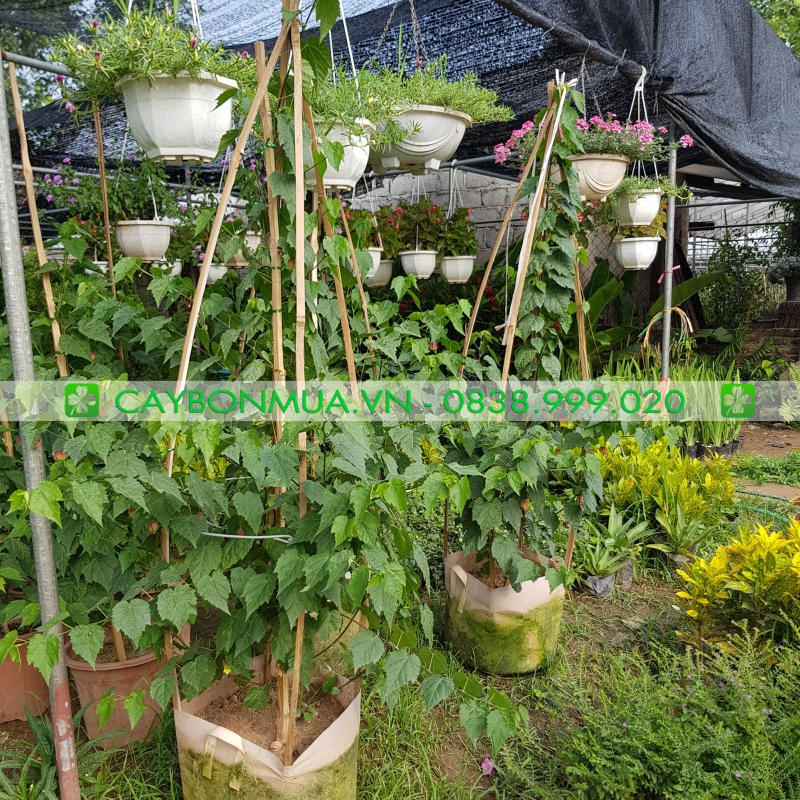 Cây hoa Lồng Đèn